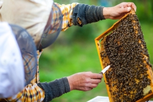 Trabajan en la prevención de plaga que amenaza la apicultura