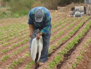 Humus de lombriz en la mejora de suelos en la Quebrada