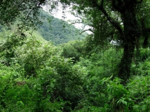 Autoridades y forestales piden que se respete la Ley de Bosques Nativos