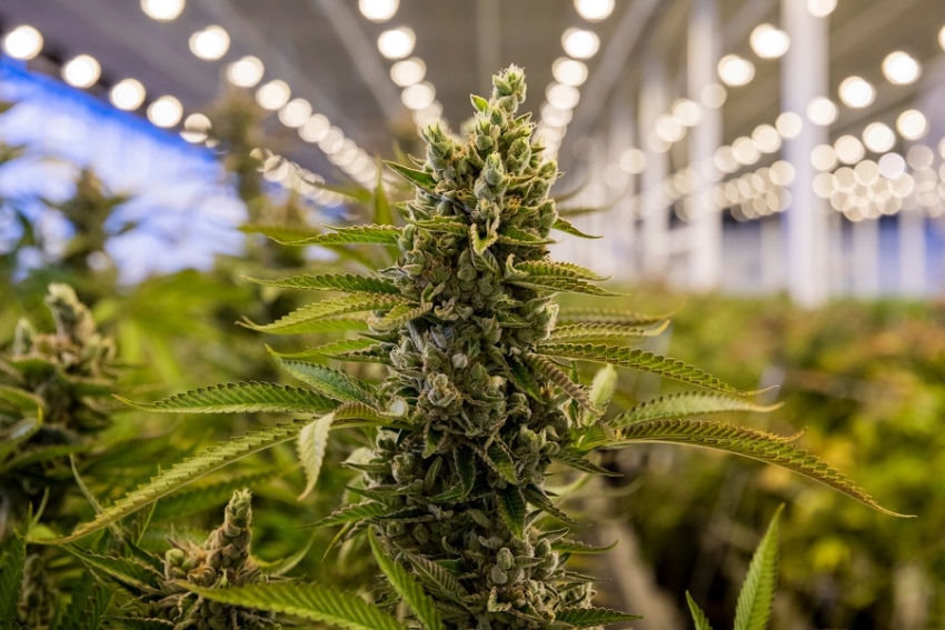 El Gobierno aprobó el proyecto de investigación sobre el cultivo de cannabis