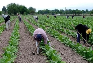 Valle de Los Pericos: Promueven la inserción laboral en el sector tabacalero