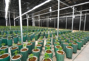 Nuevos Invernaderos para producir Cannabis Medicinal de la más alta calidad