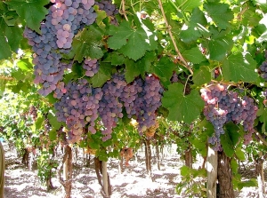 Jujuy al Mundo: acciones para fortalecer la exportación de vinos