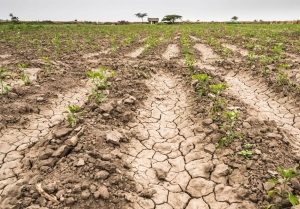 Los productores de Jujuy pueden solicitar un beneficio por los daños de la sequía