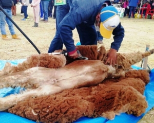 Comunidades andinas de la Puna acopiaron 570 kilos de fibra de vicuña para ser comercializada