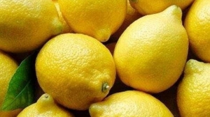 Se inicia oficialmente la campaña de cosecha de limón para exportar a los Estados Unidos