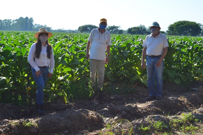 Manejo y conservación de suelos en la zona tabacalera