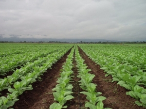 FET: 222 millones de pesos para el sector tabacalero de Jujuy