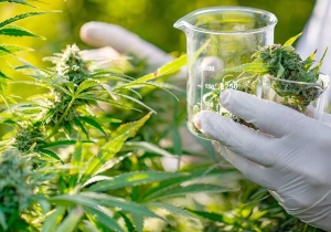 Cannabis medicinal: diputados aprobó ley del desarrollo