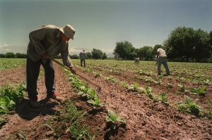 Trabajadores rurales pueden solicitar la Certificación de Servicios Laborales para tramitar su jubilación