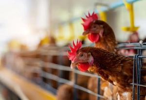 Gripe aviar en Jujuy: a casi un mes del primer caso, descartan consecuencias en el sistema productivo
