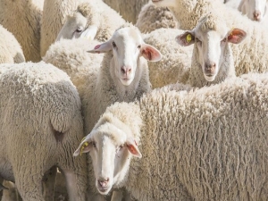 Argentina acordó con China la exportación de trigo, lana y productos bovinos