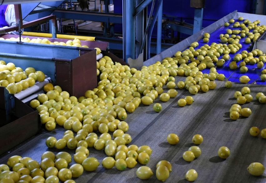 Si la vida te da limones… Así concluyó una desafiante campaña citrícola
