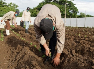 Tabaco: Capacitaron en Buenas Prácticas agrícolas