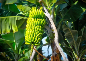 Se deberá usar el DTV-e para trasladar banana en fresco en todo el  país desde octubre