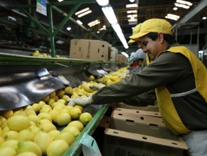 Se enviaron las primeras 24 toneladas de limones argentinos a India