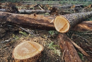 Denuncian que aumentó la tala ilegal y el robo de maderas en las Yungas
