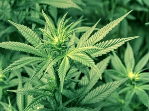 Cannabis, “nueva fuente de ingresos” para la actividad tabacalera