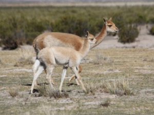 Bienestar animal e identidad cultural: jóvenes jujeños en “Gestión para el Desarrollo”