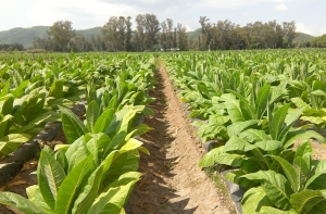 Asistencia a tabacaleros en cosecha