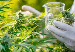 El Gobierno reglamentó la Ley de Cannabis Medicinal y Cáñamo Industrial