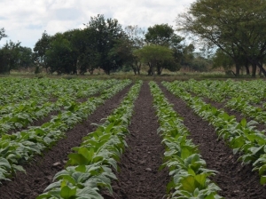 Sector tabacalero de Jujuy: en alerta por la inflación y mano de obra al sector tabacalero