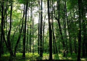 Bosques nativos: los fondos no deben estar &quot;sujetos a los vaivenes de los fondos coparticipables&quot;
