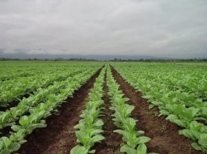 Entre Jujuy y Salta se perdieron 20 millones de kilos de tabaco