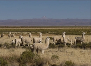 Jujuy encabez&oacute; la ocupaci&oacute;n tur&iacute;stica en todo el norte argentino