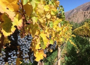 Vitivinicultores en Jujuy: "A&uacute;n con la ca&iacute;da del consumo de vinos, somos una industria exportadora"