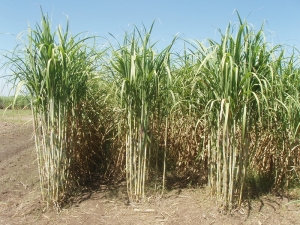1&deg; Jornada Anual de Ca&ntilde;a de Az&uacute;car: &ldquo;Zafra 2025: un encuentro de an&aacute;lisis y tecnolog&iacute;a&rdquo;