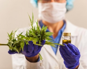 Producci&oacute;n de cannabis medicinal: hoy podr&iacute;a aprobarse en la Legislatura