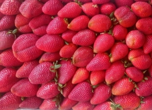 Cuenta regresiva para la "Expo Frutillas"