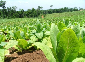 Precio del Tabaco: “que los compradores entiendan que también deben hacer su esfuerzo”