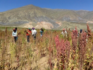 Camélidos, quinua y buenas prácticas agrícolas en agenda