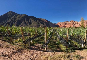 Malbec Argentino afianza su posicionamiento mundial y llegó a 119 países en 2020