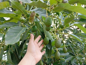 Norte tropical: así se impulsa el cultivo de palta con un promisorio horizonte en Argentina