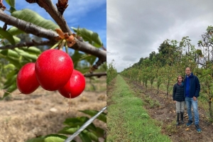 Desde los valles templados de Jujuy, Argentina inaugura la cosecha extra-temprana de cerezas