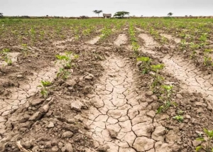 Productores de Jujuy podrán acceder a beneficios por la emergencia agropecuaria ante la sequía