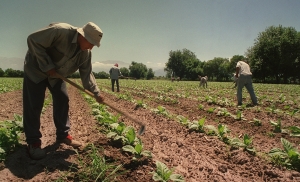Exitoso operativo de vacunaci&oacute;n a trabajadores rurales
