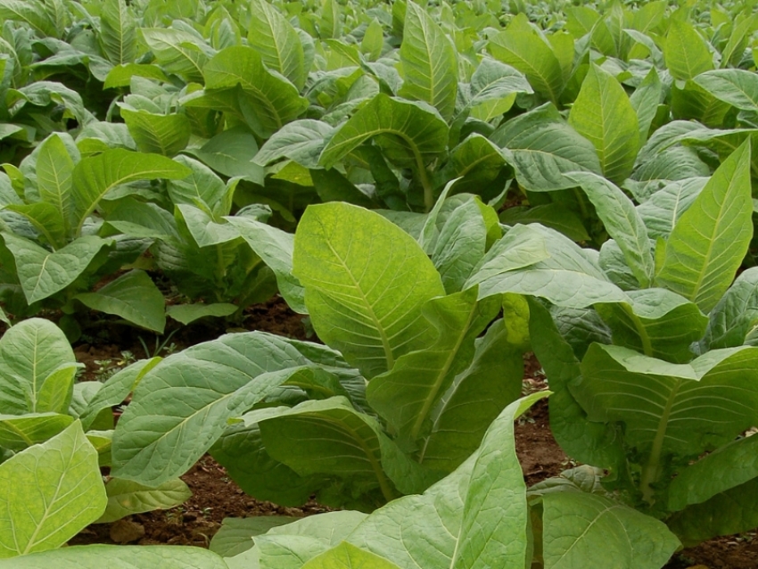 ALIVIO: Llegaron 100 millones de pesos del FET