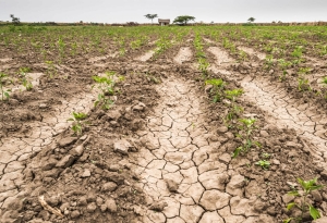 Agricultores y ganaderos de la provincia aseguran que ya se perdió casi toda la producción a causa de la sequía