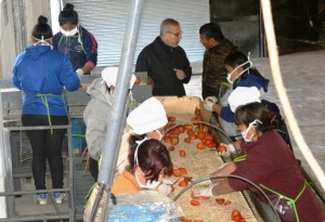 Nueva empresa trituradora de tomate en Yuto