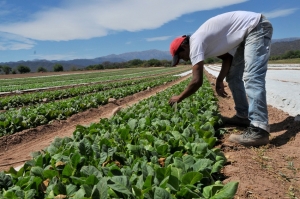 Falta de mano de obra en el tabaco: promueven el inter&eacute;s de trabajadores de Bolivia en Jujuy