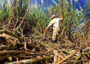 80 millones de pesos en financiamiento para la reactivaci&oacute;n de la actividad ca&ntilde;era