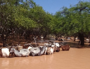 Desesperaci&oacute;n en el Chaco Salte&ntilde;o por la crecida del r&iacute;o Bermejo