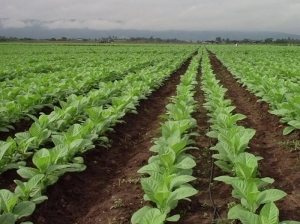 "Sin un precio justo, el tabaco enfrenta su peor crisis"