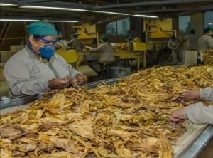 Se reunió la Mesa de Trabajo Regional por el Fondo Especial del Tabaco