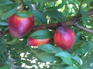&ldquo;Sunraycer&rdquo;, nuevo cultivo de nectarina de los Valles templados de Jujuy
