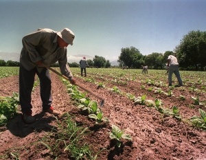 Tabaco: Inscripciones abiertas para Fertilizantes e Insumos
